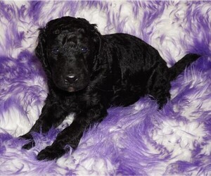 Labradoodle Puppy for sale in LA HABRA, CA, USA
