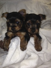 Yorkshire Terrier Puppy for sale in CANONSBURG, PA, USA