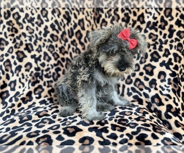 Medium Photo #4 Schnauzer (Miniature) Puppy For Sale in LAKELAND, FL, USA