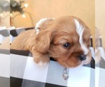 Small Photo #2 Cavalier King Charles Spaniel Puppy For Sale in MEMPHIS, NY, USA