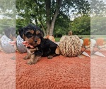 Small #3 Yorkshire Terrier