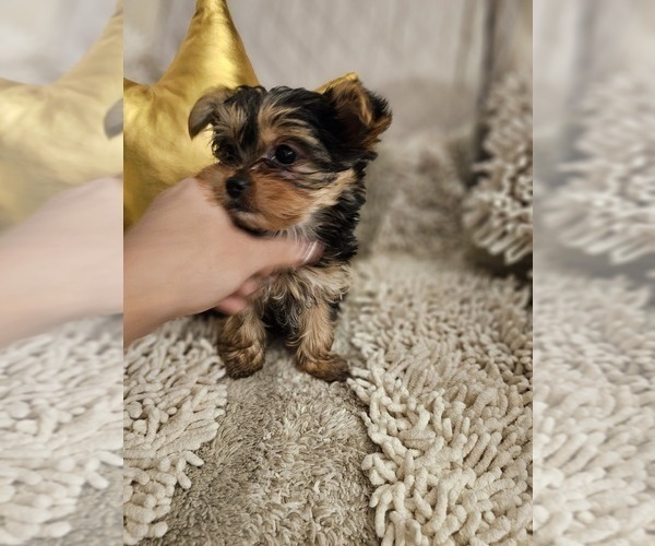 Medium Photo #2 Yorkshire Terrier Puppy For Sale in SALEM, OR, USA
