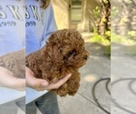 Small Photo #2 Poodle (Toy) Puppy For Sale in CARMICHAEL, CA, USA