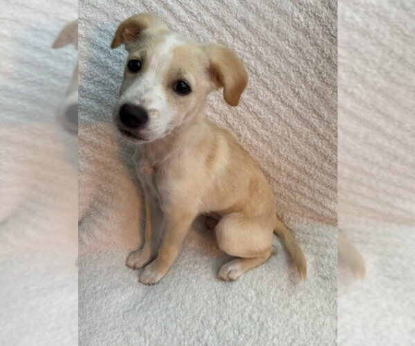 Medium Photo #7 Feist Terrier-Jack Russell Terrier Mix Puppy For Sale in Cookeville, TN, USA