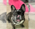 Small Photo #1 French Bulldog Puppy For Sale in LAKE ELSINORE, CA, USA