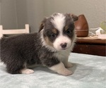 Small Photo #3 American Corgi Puppy For Sale in PRYOR, OK, USA