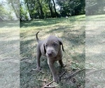 Small Photo #9 Labrador Retriever Puppy For Sale in DES MOINES, IA, USA