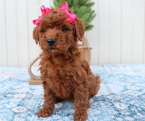 Goldendoodle (Miniature) Puppy for sale in HONEY BROOK, PA, USA