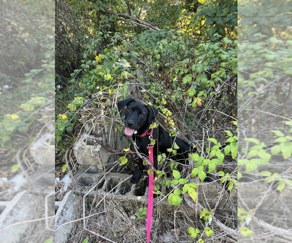 Medium Photo #1 Mutt Puppy For Sale in Candler, NC, USA