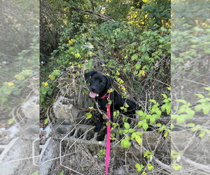 Mutt Dogs for adoption in Candler, NC, USA