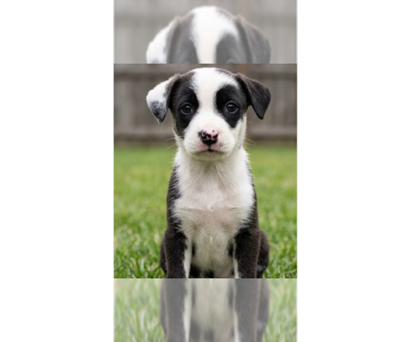 Medium Photo #2 Border Collie-Unknown Mix Puppy For Sale in Grovertown, IN, USA