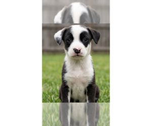 Mochi - Male Border Collie-Unknown Mix Dog for Adoption - Photo #2