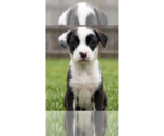 Small #1 Border Collie Mix
