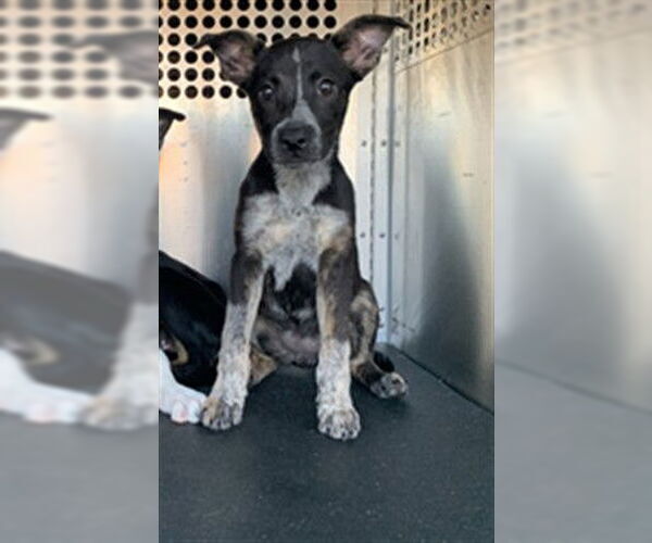 Medium Photo #1 Mutt Puppy For Sale in Corpus Christi, TX, USA