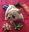 Small Photo #10 French Bulldog Puppy For Sale in CHARLESTON, SC, USA