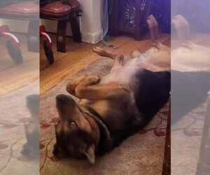 Cyrus (TX) - Male Mutt Dog for Adoption - Photo #2