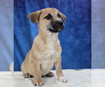 Small #3 Labrador Retriever Mix