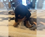 Small #10 Dachshund