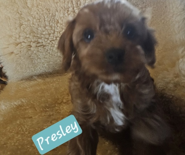 Medium Photo #6 Cavachon-Poodle (Toy) Mix Puppy For Sale in CHINO VALLEY, AZ, USA
