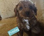 Small #1 Cavachon-Poodle (Toy) Mix