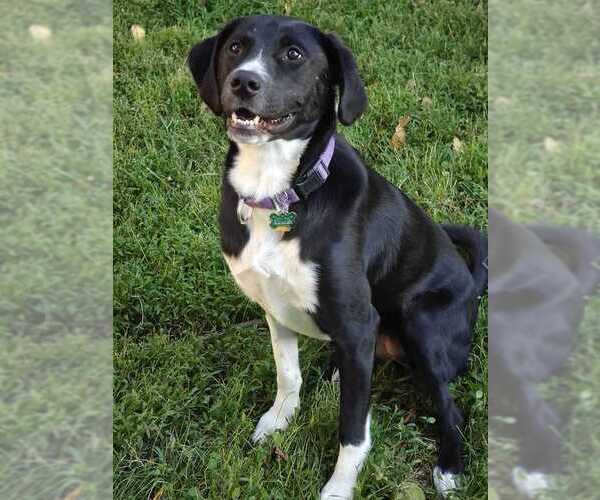 Medium Photo #1 Labrador Retriever-Unknown Mix Puppy For Sale in Elmsford, NY, USA