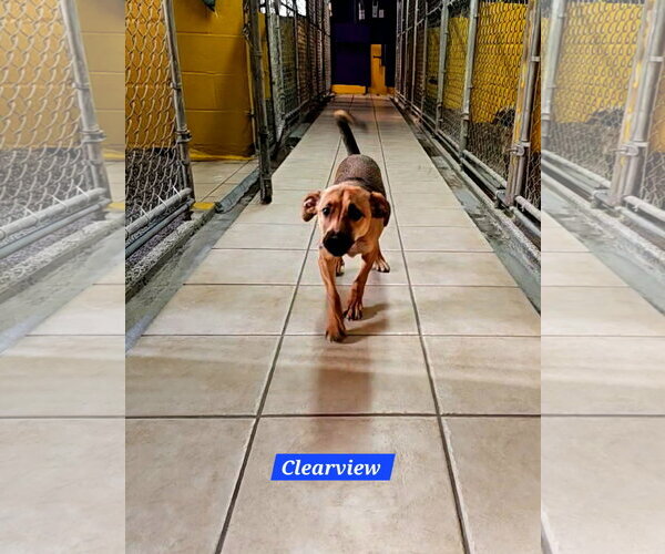 Medium Photo #4 Toy Rat Doxie Puppy For Sale in Metairie, LA, USA