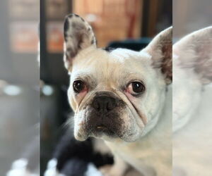 French Bulldog Dogs for adoption in Bellevue, WA, USA