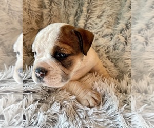 English Bulldog Puppy for sale in SMITHS GROVE, KY, USA