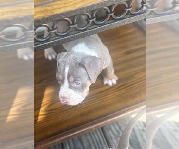 Medium Photo #11 American Bully Puppy For Sale in GLASSPORT, PA, USA