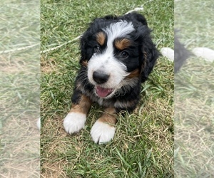 Bernedoodle-Bernese Mountain Dog Mix Puppy for sale in ERIE, CO, USA