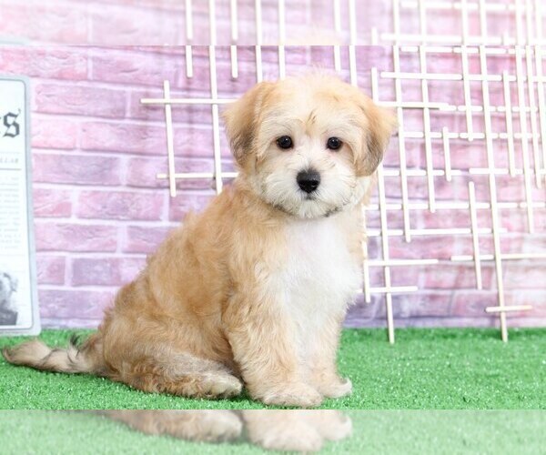 Medium Photo #3 Yo-Chon Puppy For Sale in BEL AIR, MD, USA