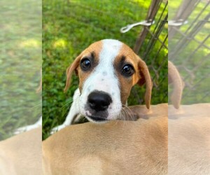 Anna ~ meet me! - Female Bogle Dog for Adoption - Photo #2