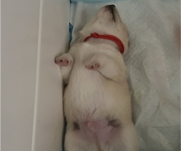 Medium Photo #25 Shiba Inu Puppy For Sale in ELIZABETH CITY, NC, USA