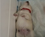 Small Photo #25 Shiba Inu Puppy For Sale in ELIZABETH CITY, NC, USA