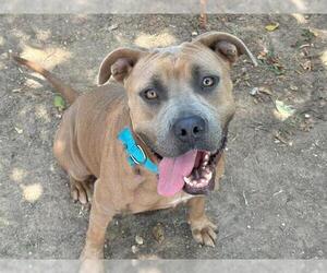 American Pit Bull Terrier-Unknown Mix Dogs for adoption in Waco, TX, USA