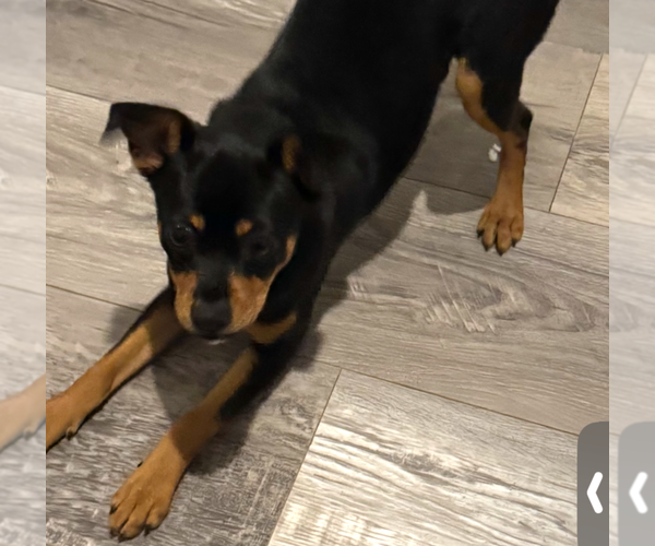 Medium Photo #2 Mutt Puppy For Sale in HOUSTON, TX, USA