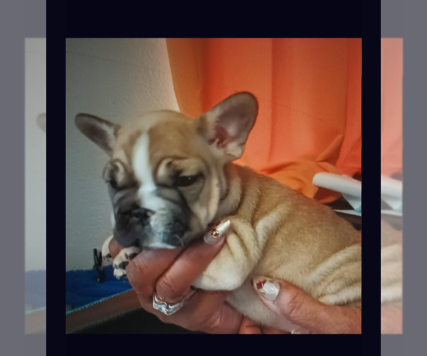 Medium Photo #12 French Bulldog Puppy For Sale in DENVER, CO, USA