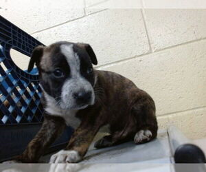 Mutt Dogs for adoption in Downey, CA, USA
