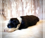 Small Photo #7 Miniature Australian Shepherd Puppy For Sale in OPELIKA, AL, USA