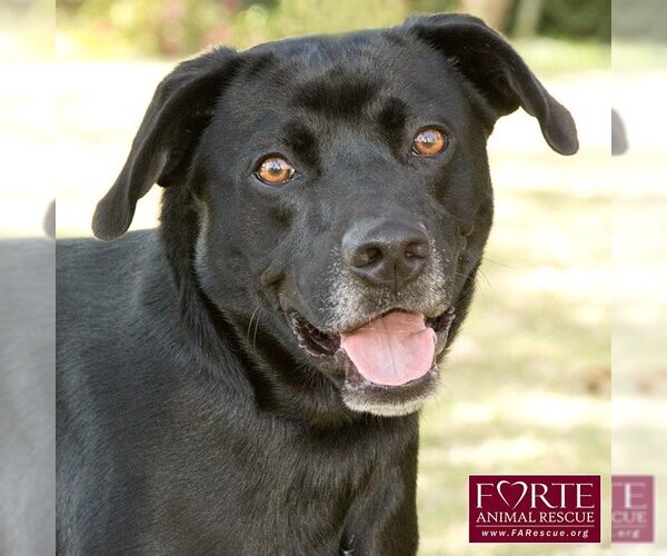 Medium Photo #5 Labrador Retriever-Unknown Mix Puppy For Sale in Marina del Rey, CA, USA