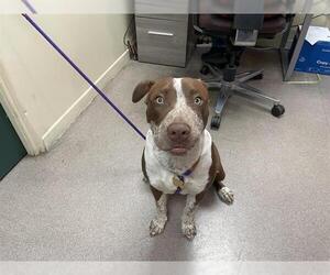 Mutt Dogs for adoption in Pasadena, CA, USA