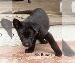 Small #17 German Shepherd Dog