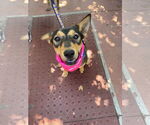 Small #2 Mutt