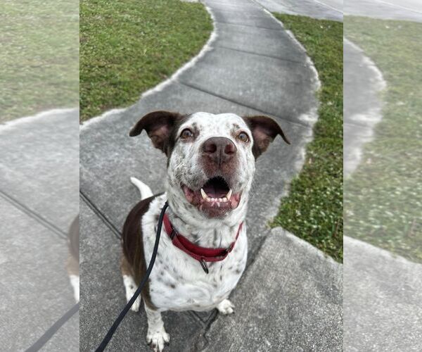 Medium Photo #10 Mutt Puppy For Sale in Pompano Beach , FL, USA