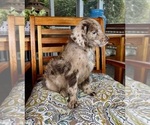 Chip - Male Labradoodle Puppy for Sale - Photo #6