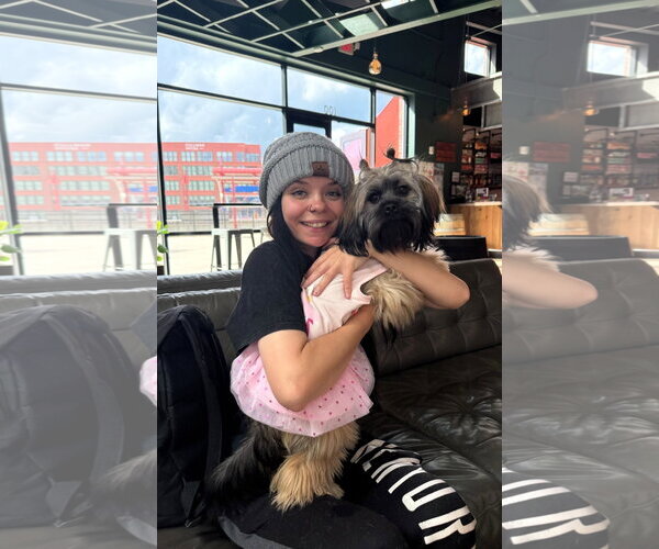 Medium Photo #3 Shih Tzu Puppy For Sale in Arlington, VA, USA