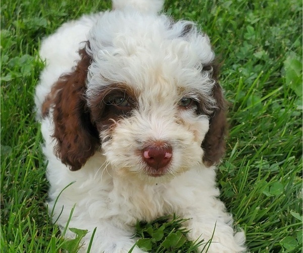 Medium Photo #7 Bernedoodle (Miniature) Puppy For Sale in LEETONIA, OH, USA