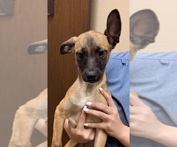 Medium Photo #9 Chihuahua-Unknown Mix Puppy For Sale in Imlay City, MI, USA
