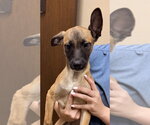 Small #8 Chihuahua Mix