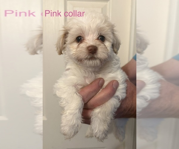 Medium Photo #1 Havanese Puppy For Sale in KOKOMO, IN, USA
